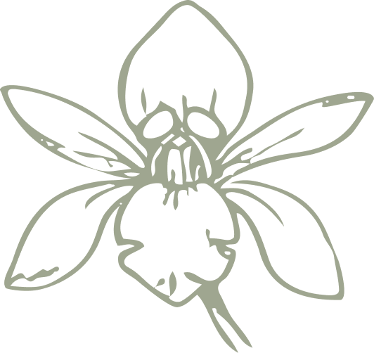 Moringa flower illustration