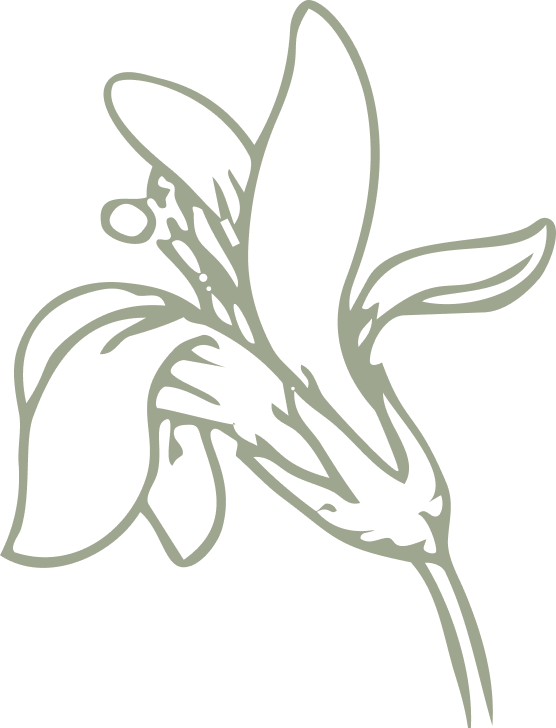 Botanical line illustration
